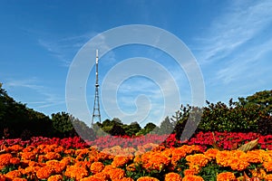 Crystal Palace Transmitting Station (Mast)