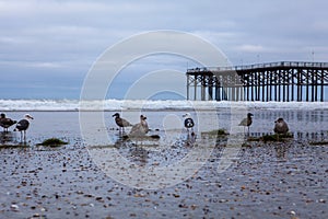 Crystal pier san Diego with seagulls