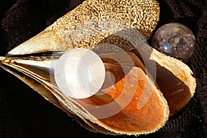Crystal quartz ball in pinna nobilis, noble pen shell, macro photography, closeup