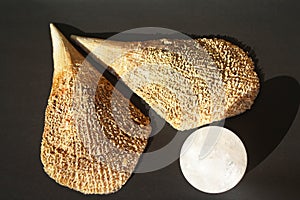 Crystal quartz ball in pinna nobilis, noble pen shell, macro photography, closeup