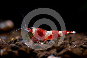 Crystal red wine dwarf shrimp look for food in aquatic soil in freshwater aquarium tank