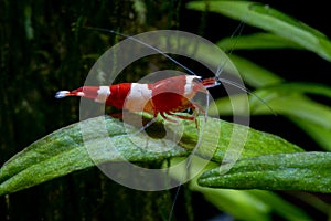 Crystal red wine dwarf shrimp stay on green leaf in freshwater aquarium tank