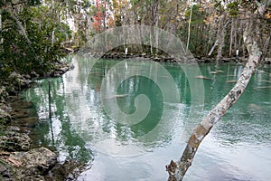 Crystal River, Three Sisters Springs December 26 2022