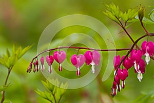 Crystal Showy Bleeding heart