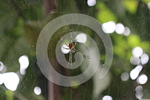 Crystal spider on his trap photo