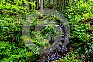 A Crystal Stream Flowing Through a Beautiful Primeval Rain Forest