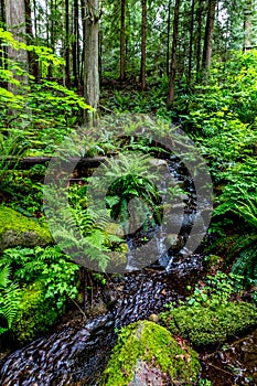 A Crystal Stream Flowing Through a Beautiful Primeval Rain Forest