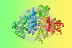 Crystal structure of anthrax toxin lethal factor. Ribbons diagram in rainbow colors. 3d illustration