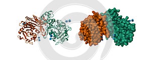 Crystal structure of cathepsin A, apo-structure