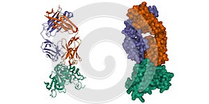 Crystal structure of CD38 (green) with a novel CD38-targeting antibody SAR650984 (isatuximab) photo