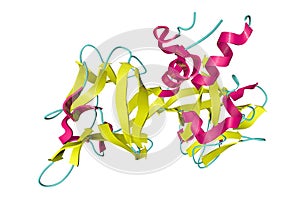 Crystal structure of fibroblast growth factor 20 (FGF20) dimer. Ribbons diagram in secondary structure coloring