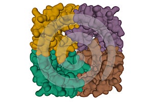 Crystal structure of human Aquaporin 7, 3D surface model isolated, white background