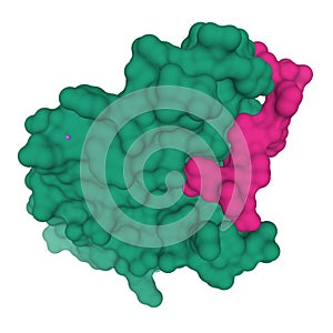 Crystal structure of the human calcitonin receptor ectodomain green in complex with a truncated salmon calcitonin analog pink photo