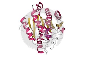 Crystal structure of human carboxypeptidase A1