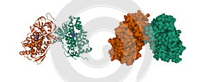 Crystal structure of human CYP7A1 dimer photo