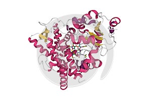 Crystal structure of human cytochrome P450 3A4 photo