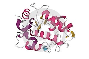 Crystal structure of human egg membrane protein JUNO photo