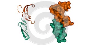 Crystal structure of human epidermal growth factor dimer