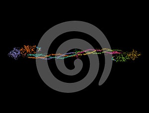 Crystal Structure of Human Fibrinogen, 3D cartoon model