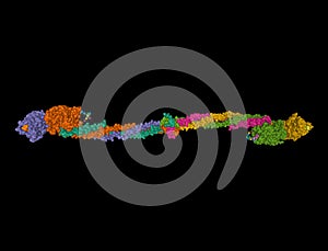 Crystal Structure of Human Fibrinogen, 3D surface model