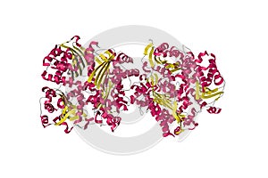 Crystal structure of human insulin-degrading enzyme in complex with insulin. Ribbons diagram. 3d illustration