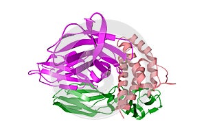 Crystal structure of human interleukin-2 in complex with interleukin-2 receptor. Ribbons diagram with multi-colored