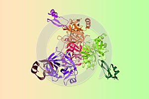Crystal structure of human mesotrypsin in a complex with bovine pancreatic trypsin inhibitor. Ribbons diagram with photo