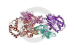 Crystal structure of human prostatic acid phosphatase, biomarker of prostate cancer. Ribbons diagram with differently