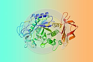 Crystal structure of human salivary amylase, an important enzyme found in the oral cavity. Ribbons diagram in rainbow