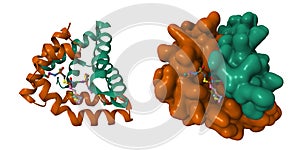 Crystal structure of human saposin B
