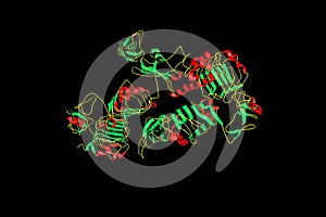 Crystal structure of the insulin receptor ectodomain in complex with one insulin molecule. It has a crucial role in