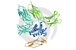 Crystal structure of interleukin-15 quaternary complex. Ribbons diagram with differently colored protein chains based on