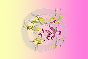 Crystal structure of interleukin-15 quaternary complex. Ribbons diagram in secondary structure coloring based on protein