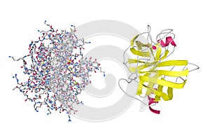 Crystal structure and molecular model of human granzyme H. 3d illustration