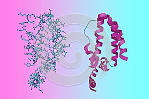 Crystal structure and molecular model of human interleukin-10, an anti-inflammatory cytokine that plays role in limiting photo