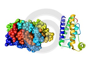 Crystal structure and molecular model of leptin, human obesity protein. Rendering based on protein data bank entry 1ax8 photo