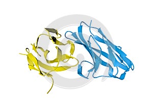 Crystal structure of the N-terminal domain of carcinoembryonic antigen (CEA). Ribbons diagram with differently colored photo