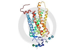 Crystal structure of a photoactivated rhodopsin, 3D cartoon model isolated, white background