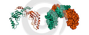 Crystal structure of PvuII endonuclease