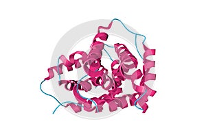 Crystal structure of recombinant human interleukin-22. Ribbons diagram in secondary structure coloring. Rendering based