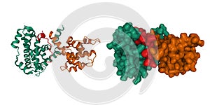 Crystal structure of the retinoblastoma tumor suppressor protein AB domain, (green and brown) bound to E2F peptide photo