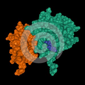 Crystal structure of SARS-CoV-2 nsp16 green-nsp10 brown-ligand ball-and-stick complex