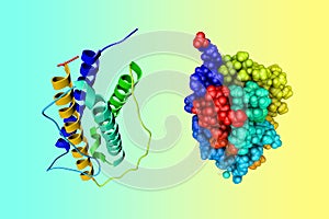 Crystal structure and space-filling molecular model of human interleukin-11. Rendering based on protein data bank entry photo