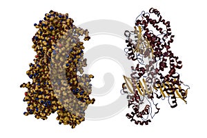Crystal structure and space-filling molecular model of human prostatic acid phosphatase, an enzyme produced by the photo