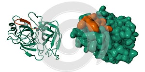 Crystal structure of trypsin (green)-vasopressin (brown) complex photo