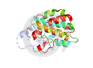 The crystal structure of the tumor marker protein.