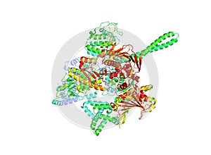 The crystal structure of the tumor marker protein