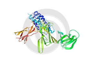 Crystal structure of unbound interleukin-23. Ribbons diagram based on protein data bank entry 5mxa. Rainbow coloring