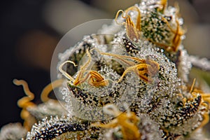 crystal studded cannabis bud closeup, large white trichomes on marijuana inflorescences