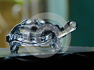 Crystal turtle click nature